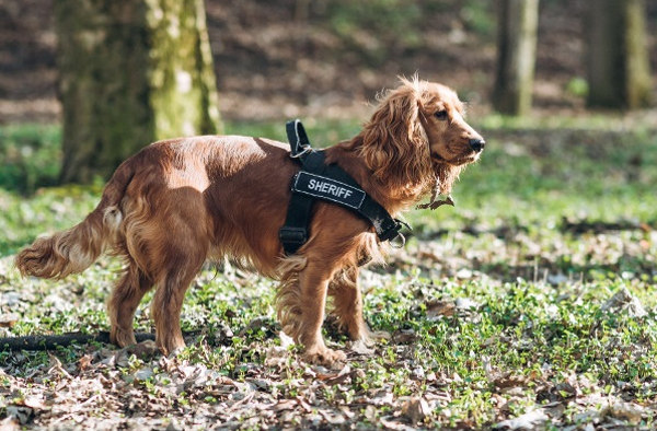 Bestseller ID Geschirr aus Nylon für Spaniel mit Klettlogo